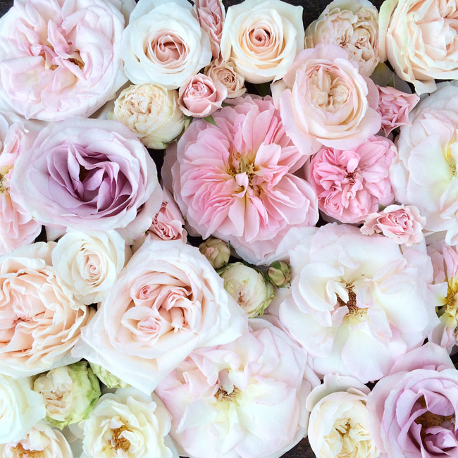 Blush-Roses