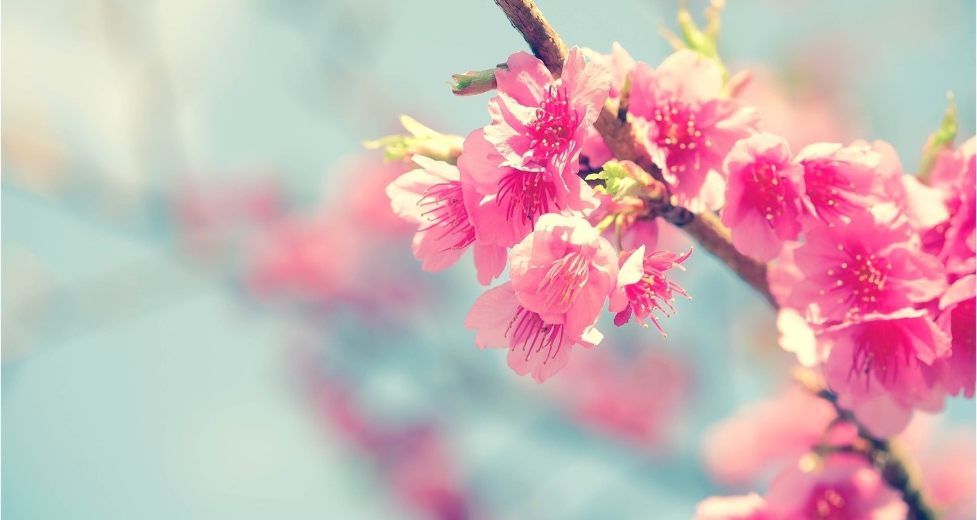 Where to see cherry blossom in London!